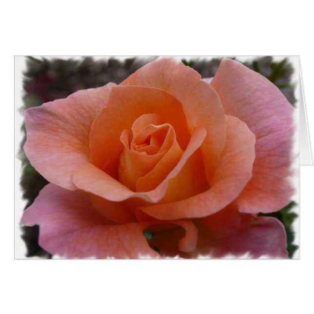 Roze Rose (Voorkant Horizontaal)