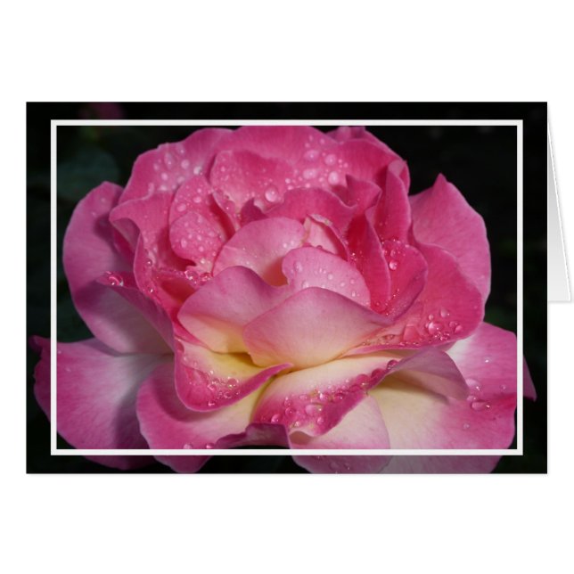 Roze Rose (Voorkant Horizontaal)