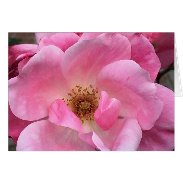 Roze Rose (Voorkant Horizontaal)