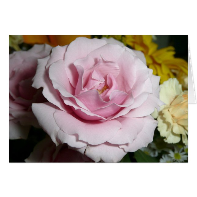 Roze Rose (Voorkant Horizontaal)