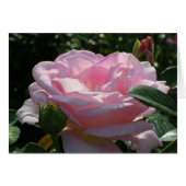 Roze Rose (Voorkant Horizontaal)