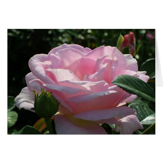 Roze Rose (Voorkant Horizontaal)