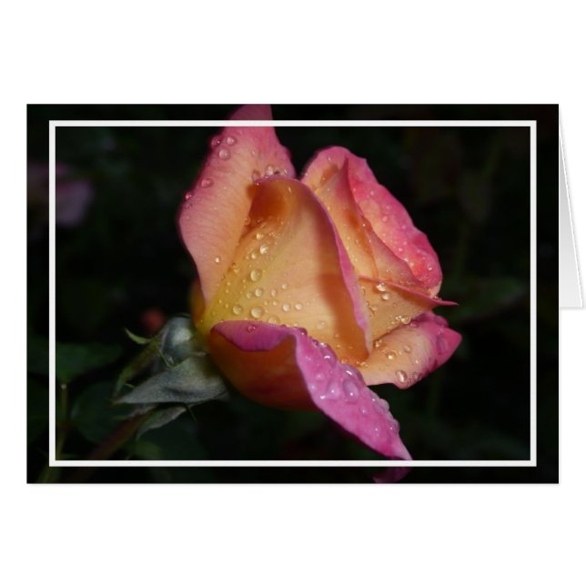 Roze Rose (Voorkant Horizontaal)