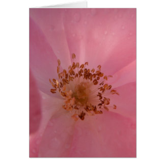 Roze Rose 1