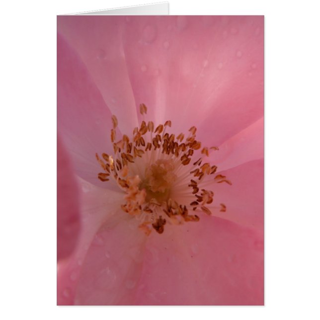 Roze Rose 1 (Voorkant)