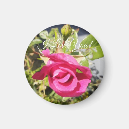 Roze Rose#2 Magnet (Voorkant)