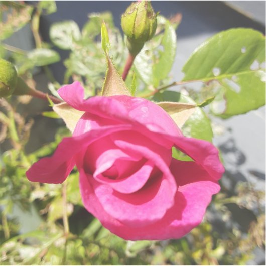 Roze Rose #2 Sticker (Voorkant)