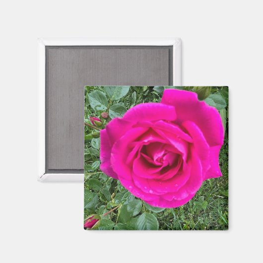 Roze Rose #3,2-inch Square Magnet (Voorkant / Achterkant)
