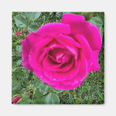 Roze Rose #3,2-inch Square Magnet (Voorkant)
