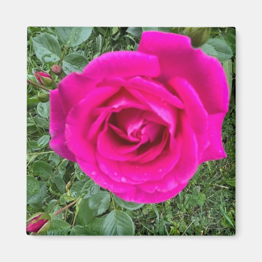 Roze Rose #3,2-inch Square Magnet (Voorkant)