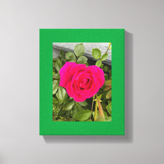 Roze Rose #4 Canvas Afdruk