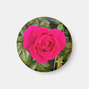Roze Rose #4 Magneet