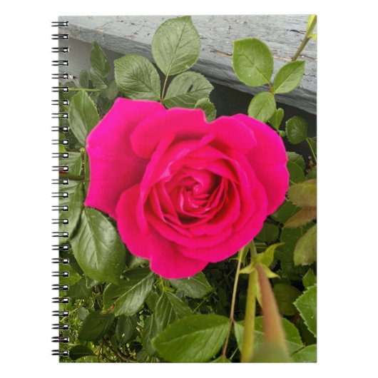 Roze Rose #4 Notitieboek (Voorkant)