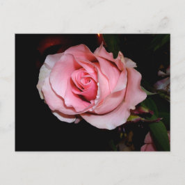 Roze Rose Aankondigingskaart