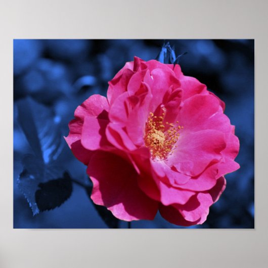 Roze Rose Abstract Blauwe Tint Flower Poster (Voorkant)