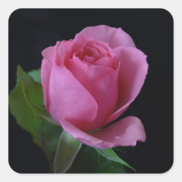 Roze Rose AH2011 Vierkante Sticker