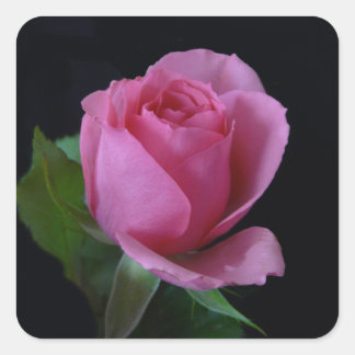 Roze Rose AH2011 Vierkante Sticker