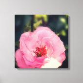 Roze Rose Bloem Foto Verpakt Canvas (Voorkant)