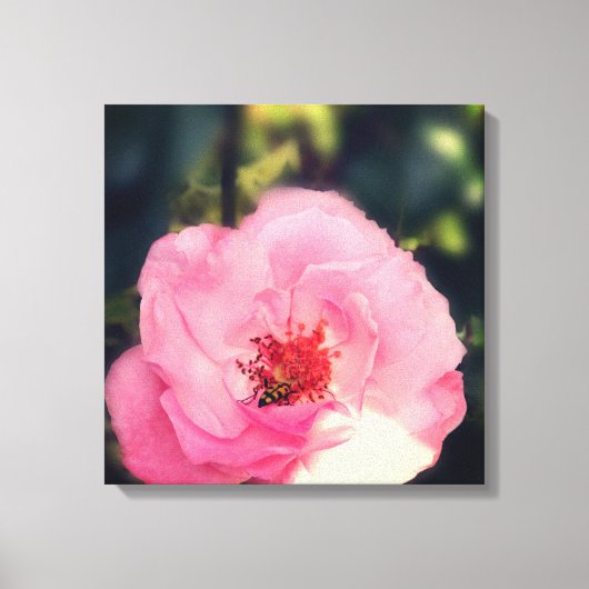 Roze Rose Bloem Foto Verpakt Canvas (Voorkant)