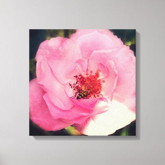 Roze Rose Bloem Foto Verpakt Canvas Afdruk (Voorkant)