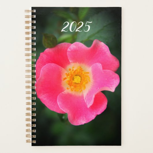 Roze Rose Bloemen Foto 2025 Planner (Voorkant)
