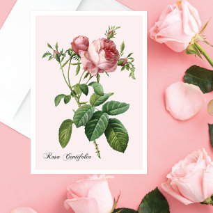 Roze Rose Botanical Art Note Kaart