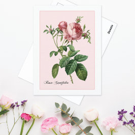 Roze Rose Botanical Redoute Briefkaart