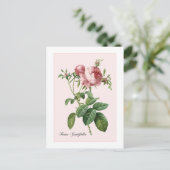 Roze Rose Botanical Redoute Briefkaart (Staand voorkant)