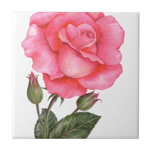 Roze Rose Botanische illustratie Tegeltje (Voorkant)