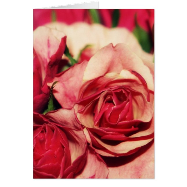 Roze Rose Bouquet Fine Art-foto (Voorkant)