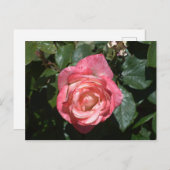 Roze Rose Briefkaart (Voorkant / Achterkant)