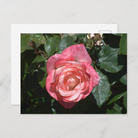 Roze Rose Briefkaart (Voorkant / Achterkant)