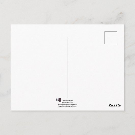 Roze Rose Briefkaart (Achterkant)