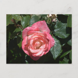 Roze Rose Briefkaart