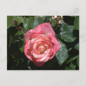 Roze Rose Briefkaart (Voorkant)