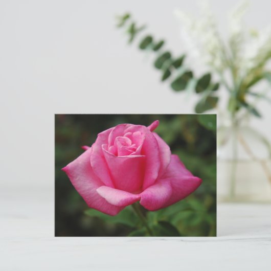 Roze Rose Briefkaart (Staand voorkant)