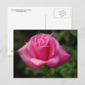Roze Rose Briefkaart (Voorkant / Achterkant)