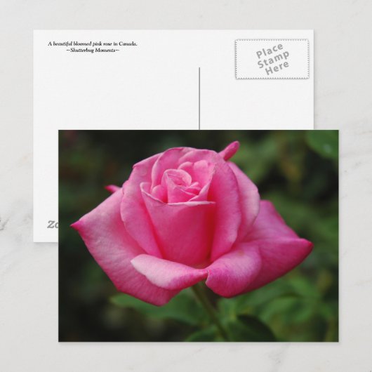 Roze Rose Briefkaart (Voorkant / Achterkant)