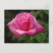 Roze Rose Briefkaart (Voorkant)