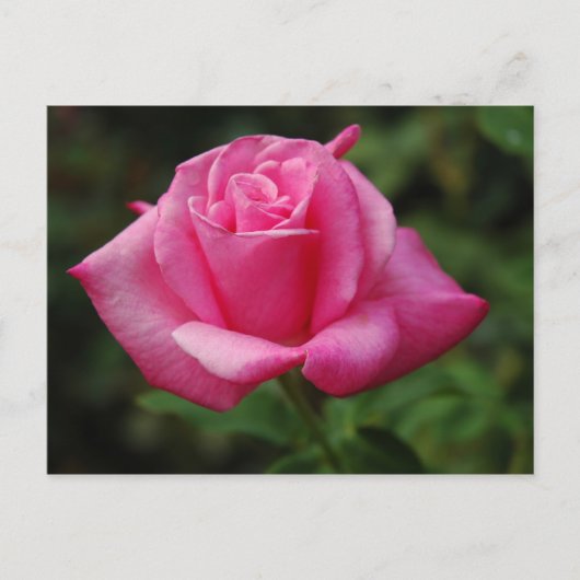 Roze Rose Briefkaart (Voorkant)