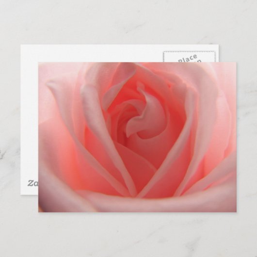 Roze Rose Briefkaart (Voorkant / Achterkant)