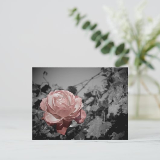 Roze Rose Briefkaart (Staand voorkant)