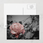 Roze Rose Briefkaart (Voorkant / Achterkant)