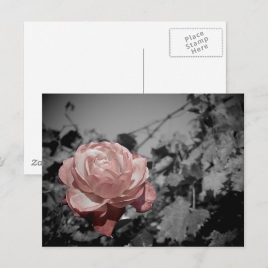 Roze Rose Briefkaart (Voorkant / Achterkant)