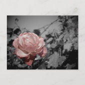 Roze Rose Briefkaart (Voorkant)