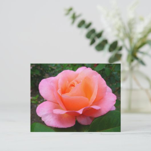 Roze Rose Briefkaart (Staand voorkant)