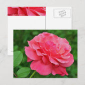 Roze Rose Briefkaart (Voorkant / Achterkant)