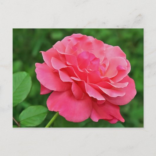 Roze Rose Briefkaart (Voorkant)