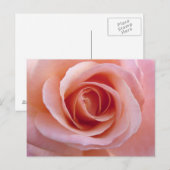 Roze Rose Briefkaart (Voorkant / Achterkant)