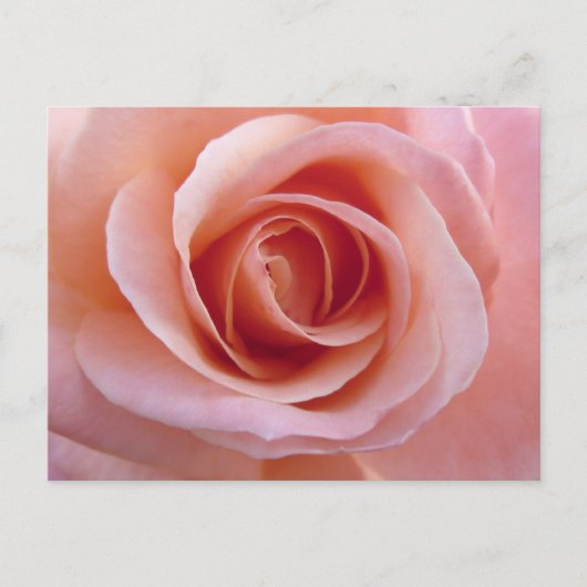 Roze Rose Briefkaart (Voorkant)